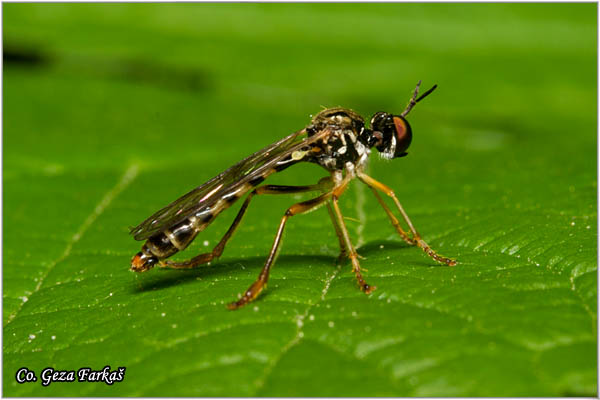 014_stripe-legged_robberfly.jpg - Stripe-legged Robberfly, Dioctria linearis, Grabljiva muva, Mesto - Location: Petrovaradin Serbia