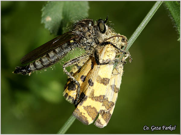 018_dysmachus_fuscipennis.jpg - Dysmachus  fuscipennis, Grabljiva muva, Mesto - Location: Fruka gora, Serbia