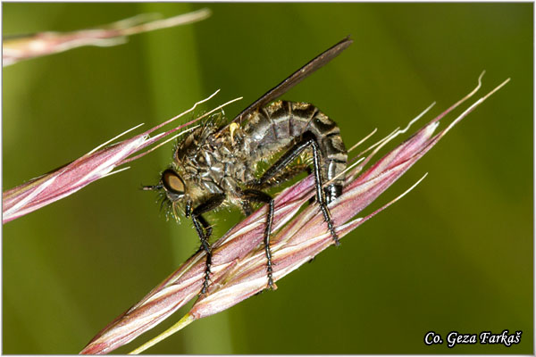 022_dysmachus_picipes.jpg - Dysmachus  picipes, Grabljiva muva, Mesto - Location: Mokra gora, Serbia