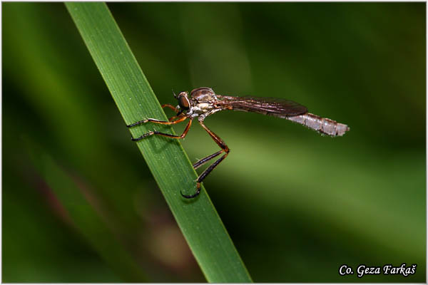 030_leptogaster_cylindrica.jpg - Leptogaster cylindrica, Grabljiva muva, Mesto - Location: Mokra gora, Serbia