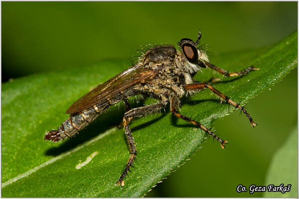 038_tolmerus_cingulatus.jpg - Tolmerus cingulatus, Grabljiva muva, Mesto - Location: Petrovaradin, Serbia