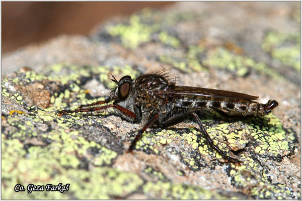 040_tolmerus_sp.jpg - Tolmerus sp, Grabljiva muva, Mesto - Location: Kopaonik, Serbia