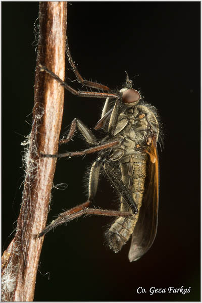 070_empis_picipes.jpg - Empis picipes, Location: Novi Sad, Serbia