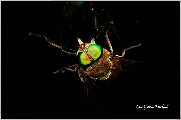 120_pale_giant_horsefly.jpg - Pale Giant Horsefly, Tabanus bovinus