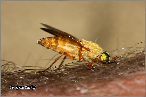 130_silvius_alpinus.jpg - Silvius alpinus, Mesto - Location: Han pjesak, Bosnia and Herzegovina