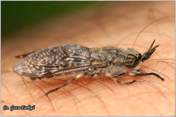 140_horse_fly.jpg - Horse Fly,  Haematopota pluvialis