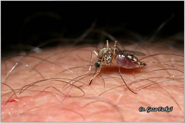 280_tree-hole_mosquito.jpg - European tree-hole mosquito, Ochlerotatus geniculatus