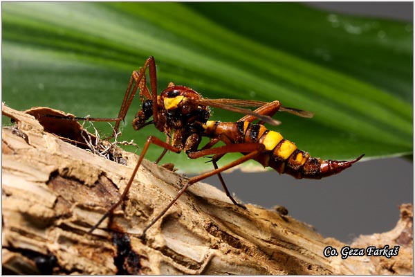 300_ctenophora_ornata.jpg - Ctenophora ornata, Mesto - Location: Novi Sad, Serbia