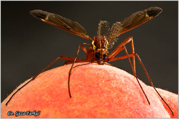 301_ctenophora_ornata.jpg - Ctenophora ornata, Mesto - Location: Novi Sad, Serbia