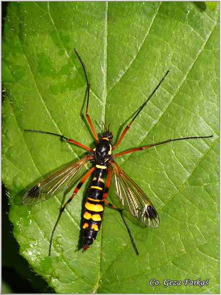 308_ctenophora_festiva.jpg - Ctenophora festiva, Mesto - Location: Fruka gora, Serbia