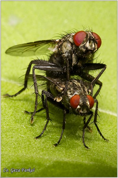 401_flesh_fly.jpg - Flesh fly, Sarcophaga carnaria, Location - Mesto: Novi Sad, Serbia