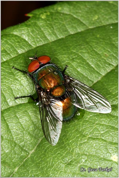 460_blow_flies.jpg - Blow flies,  Lucilia caesar , Location: Novi Sad, Serbia