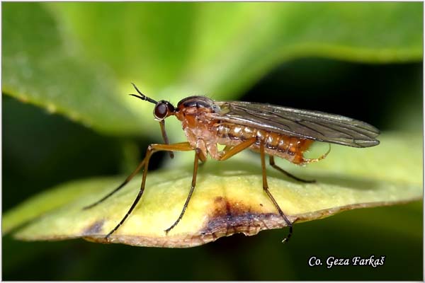 500_wood_gnats.jpg - Wood gnats, Anisopodidae Sp.