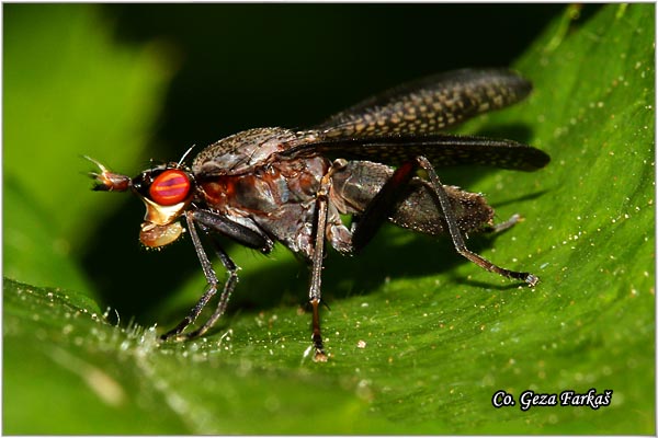 520_snail-killing_fly.jpg - Snail-killing Fly, Coremacera marginata, Mesto - Location: Novi Sad, Serbia