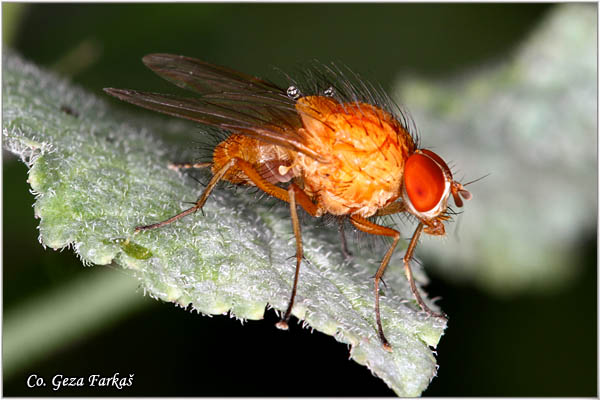 580_pegomya_testacea.jpg - Pegomya testacea, Mesto - Location: Fruka gora, Serbia