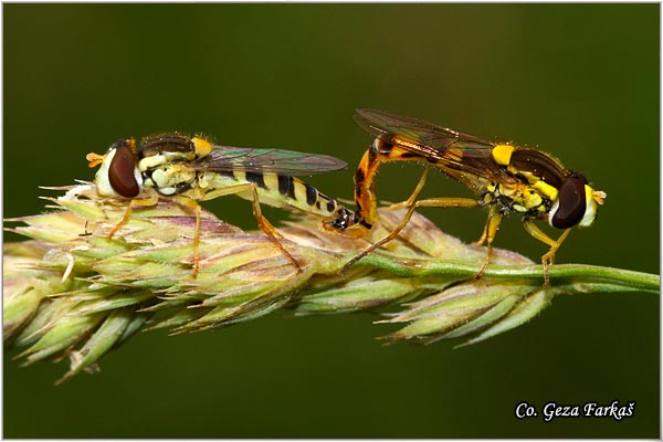 700_spherophoria_scripta.jpg - Spherophoria scripta, Mesto - Location: Novi Sad, Serbia