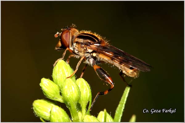 705_hoverfly.jpg - Hoverfly, Hoverflies, Helophilus pendulus