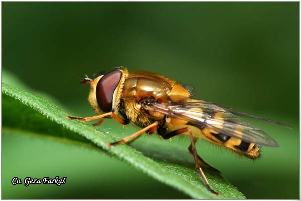 710_hoverfly.jpg - Hoverfly, Hoverflies, Syrphus torvus