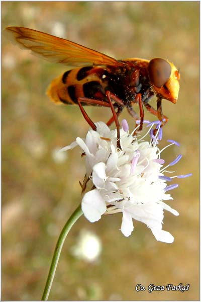 715_hornet_mimic_hoverfly.jpg - Hornet Mimic Hoverfly, Volucella zonaria