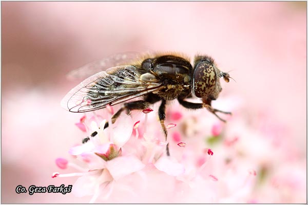 720_eristalinus_aeneus.jpg - Eristalinus aeneus, Location: Slano kopovo, Serbia