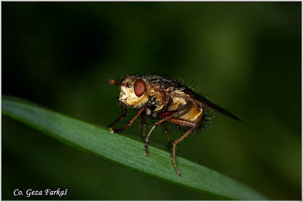 820_tachina_fera.jpg - Tachina fera, Mesto - Location: Fruka gora, Serbia