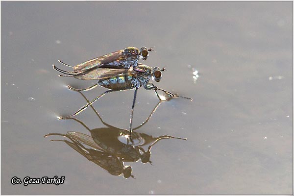 900_hydrophorus_praecox.jpg - Hydrophorus praecox, Location: Novi Sad, Serbia