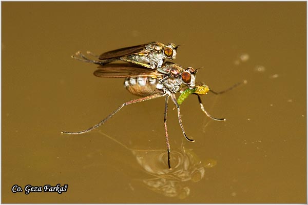 901_hydrophorus_praecox.jpg - Hydrophorus praecox, Location: Novi Sad, Serbia