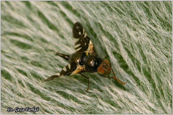 945_aciura_coryli.jpg - Aciura coryli, Voæne muve, Mesto - Location: Fruka gora, Serbia