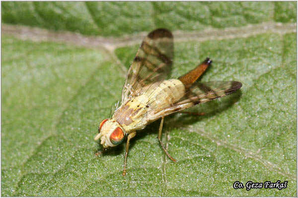 950_terellia_tussilaginis.jpg - Terellia tussilaginis, Voæna muva, Mesto - Location: Fruka gora, Serbia