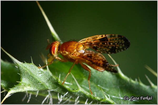 955_xyphosia_miliaria.jpg - Xyphosia miliaria, Voæna muva, Mesto - Location: Fruka gora, Serbia