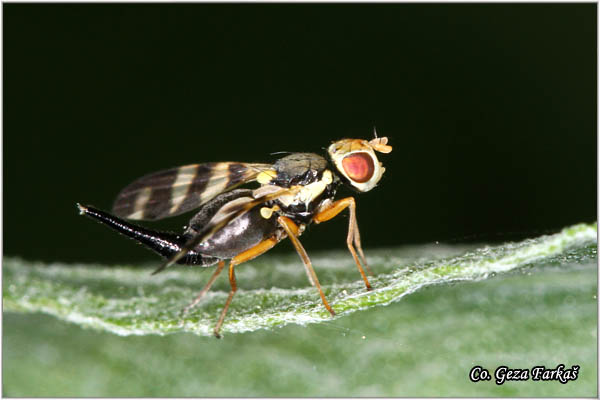 960_urophora_jaceana.jpg - Urophora jaceana, Voæna muva, Mesto - Location: Fruka gora, Serbia