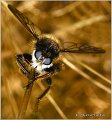 006_bumblebee_robberfly