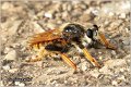 007_bumblebee_robberfly