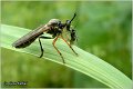 010_stripe-legged_robberfly