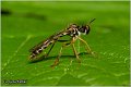 014_stripe-legged_robberfly