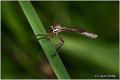 030_leptogaster_cylindrica