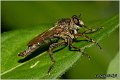 038_tolmerus_cingulatus