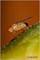 201_fruit_fly