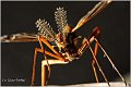 302_cranefly