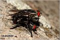 400_flesh_fly