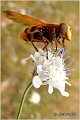 715_hornet_mimic_hoverfly