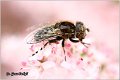 720_eristalinus_aeneus