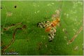 940_acidia_cognata
