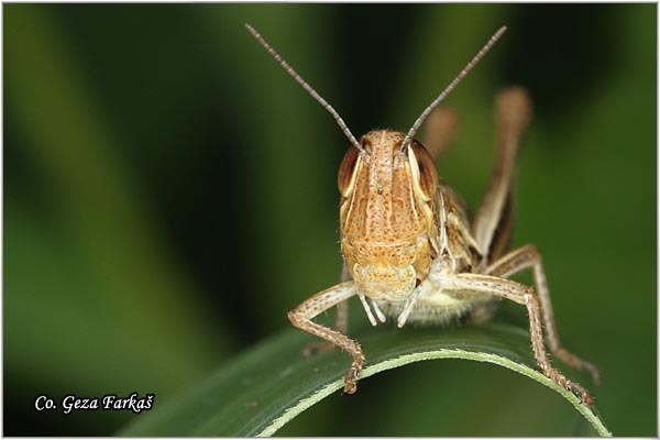 02_lesser_marsh_grasshopper.jpg - Lesser Marsh Grasshopper, Chorthippus albomarginatus, Location - mesto: Novi Sad, Serbia