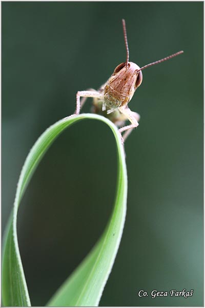 03_lesser_marsh_grasshopper.jpg - Lesser Marsh Grasshopper, Chorthippus albomarginatus, Location - mesto: Novi Sad, Serbia