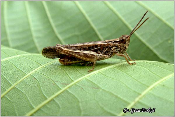 07_common_field_grasshopper.jpg - Common field grasshopper,  Chorthippus brunneus