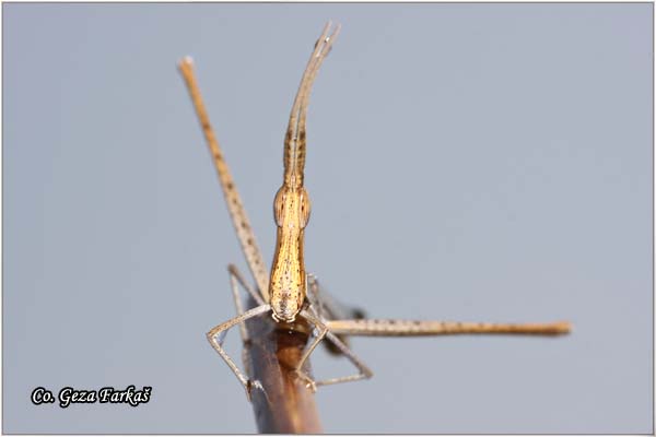 08_mediterranean_slant-faced.jpg - Mediterranean slant-faced grasshopper, Acrida ungarica
