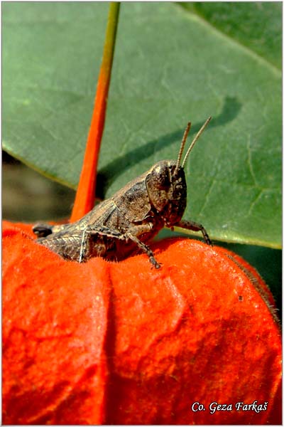 12_short-horned.jpg - Short-horned grasshopper,  Pezotettix giornae