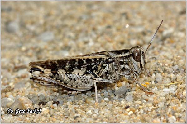 20_red-winged_grasshopper.jpg - Red-winged Grasshopper, Oedipoda germanica, Location - mesto: Novi Sad, Serbia