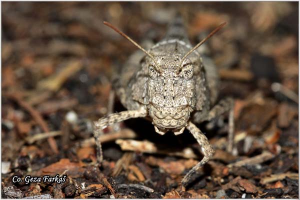 22_blue-winged_grasshopper.jpg - Blue-winged Grasshopper, Oedipoda caerulescens